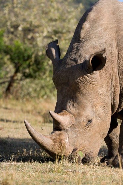 istock White Rhinoceros in the Maasai Mara, Kenya 1182028064