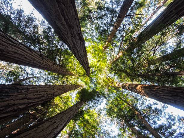 istock Muir woods national monument. 1182028664