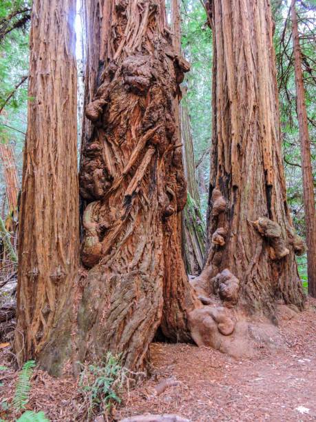 istock Muir woods national monument. 1182028669