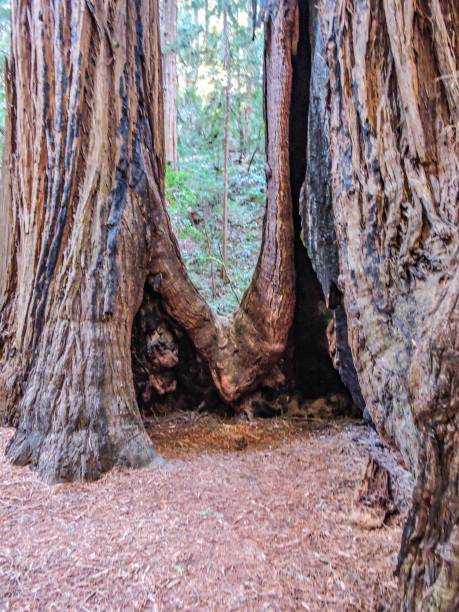 istock Muir woods national monument. 1182028705