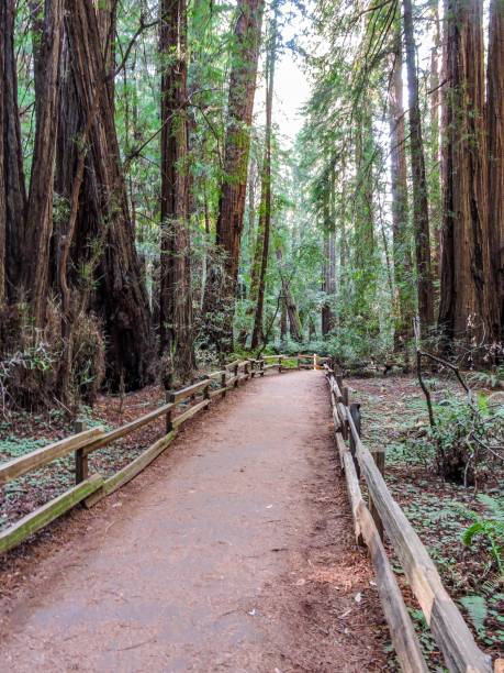 istock Muir woods national monument. 1182028776