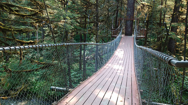 istock Wooden Road Through the Forest 1182030253