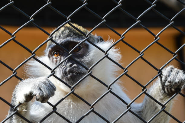 Caged monkey, Monkey in the Zoo