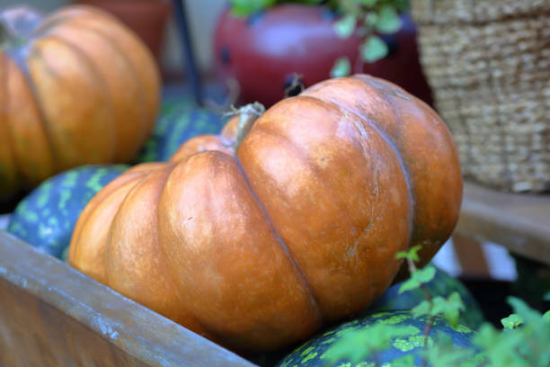 istock Natural fresh autumn pumpkin fruit 1182031027