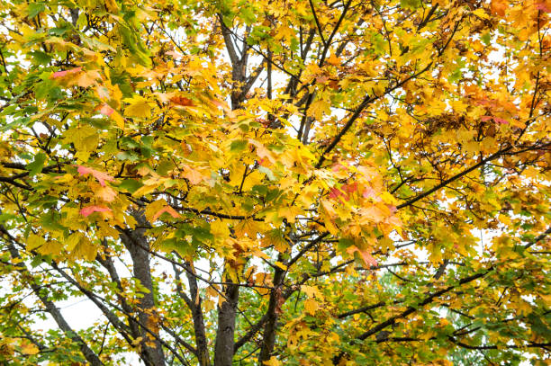 istock Beautiful autumn forest landscape Fall park 1182032497