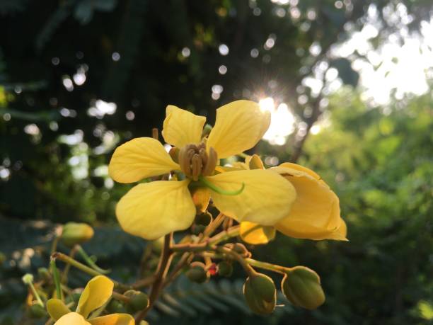 istock Yellow flowers in the sun 1182032508