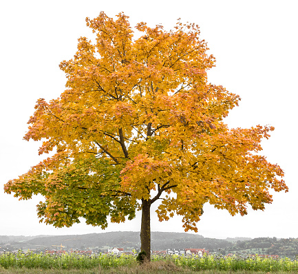 Yellow red autumnal maple tree. Autumn landscape photo