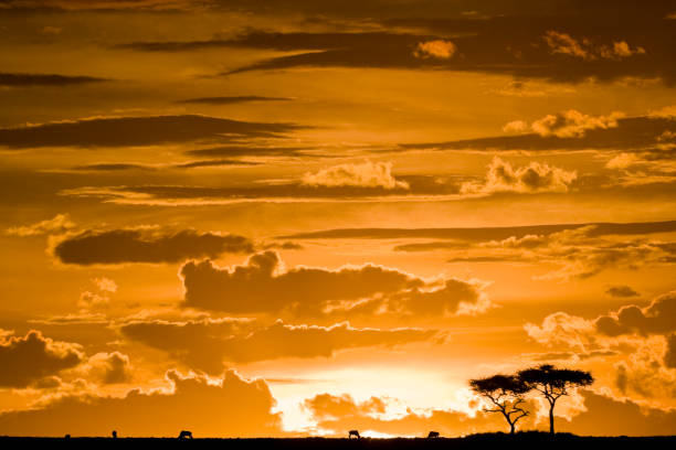 tramonto africano sul maasai mara, kenya. - masai mara national reserve sunset africa horizon over land foto e immagini stock