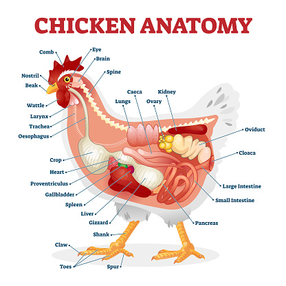 Chicken anatomy vector illustration. Labeled biological inner organs scheme. Zoological graphic with birds bones, digestive system and inside structure. Educational healthy hens X ray from side view.