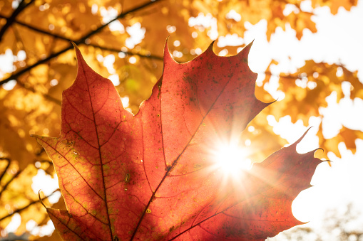 Autumn scene in beautiful colors in the sun