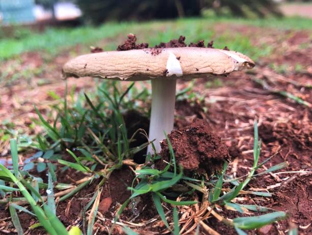 istock Wild mushroom growing in soil detail 1182040990