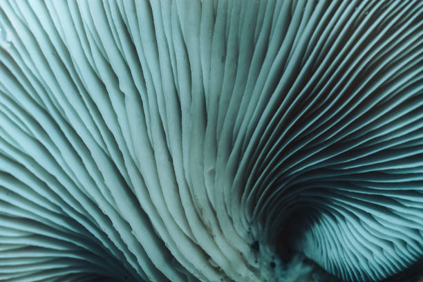 istock Close up beautiful bunch mushrooms color light in the tree background texture. Macro Photography View. 1182044920