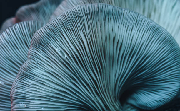 istock Beautiful mushrooms with color light background texture. Macro Photography view. 1182044949