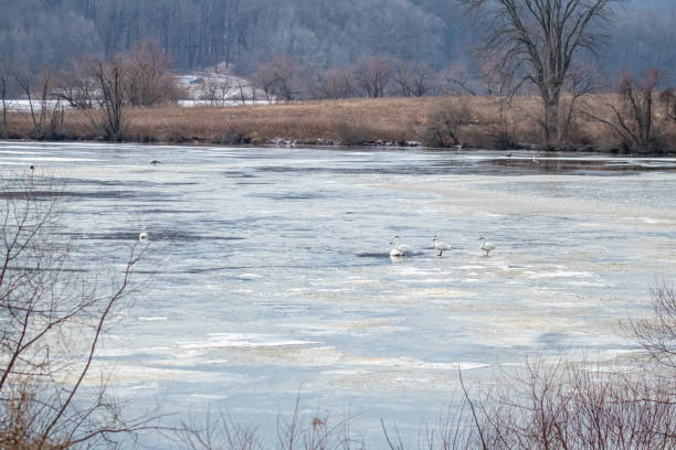 istock Trumpeter Swans on Frozen Lake 1182045045