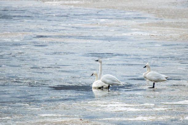istock Trumpeter Swans on Frozen Lake 1182045233