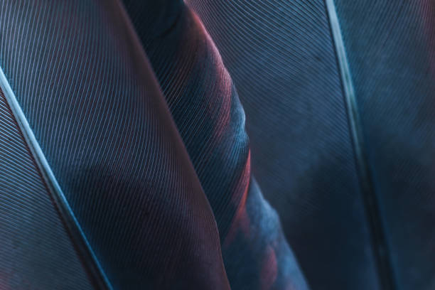 istock Close up Bird feather with blue red light. Beautiful background texture. Macro photography view. 1182045383