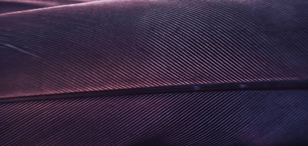 istock Close up Bird feather with blue red light. Beautiful background texture. Macro photography view. 1182045551