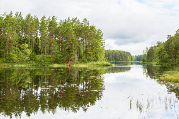 反射のある森林湖 - boreal forest lake riverbank waters edge ストックフォトと画像