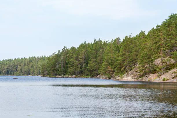 istock Forest lake with rocks and pine forest 1182047438