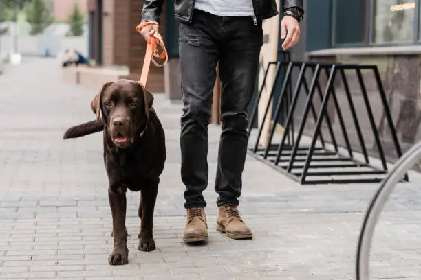 Photo of Cute brown purebred dog and his owner moving down street of the city