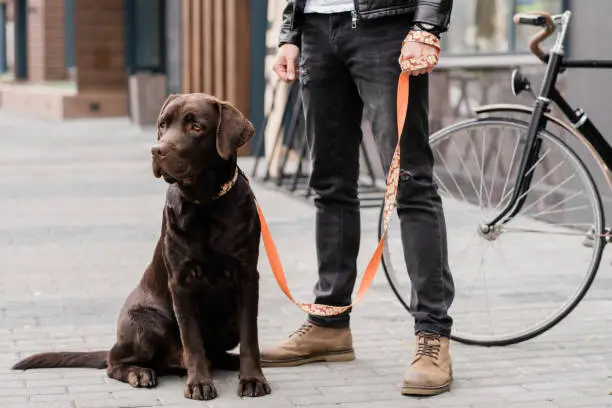 Photo of Cute labrador dog sitting on trottoire with his owner standing near by
