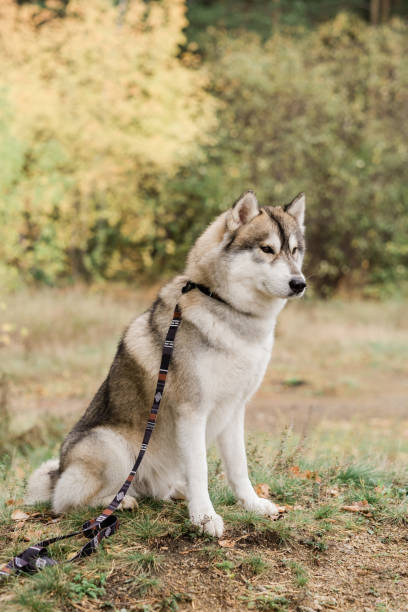 istock Cute purebred husky dog with handmade collar and leash sitting on forest path 1182047709