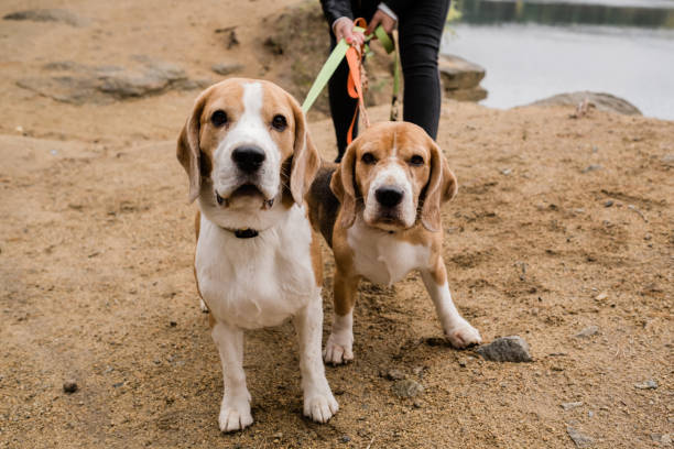 istock Two cute beagle dogs with collars and leashes chilling with their owner 1182047776