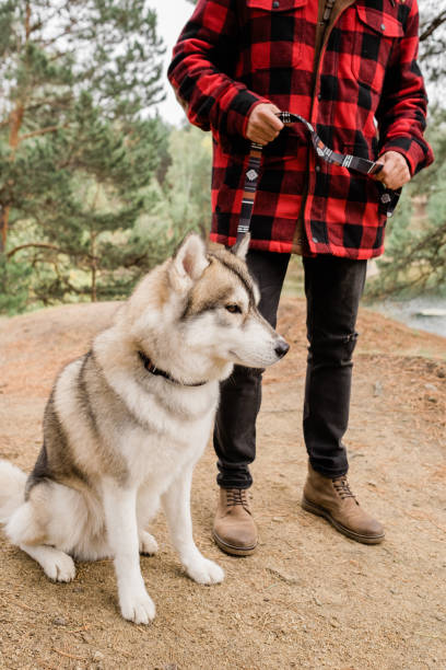 istock Cute husky dog sitting on path while his owner holding him by leash during chill 1182047780