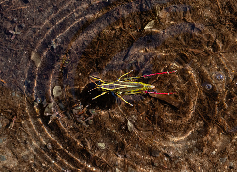 Close up of a red-legged grasshopper (Melanoplus femurrubrum).