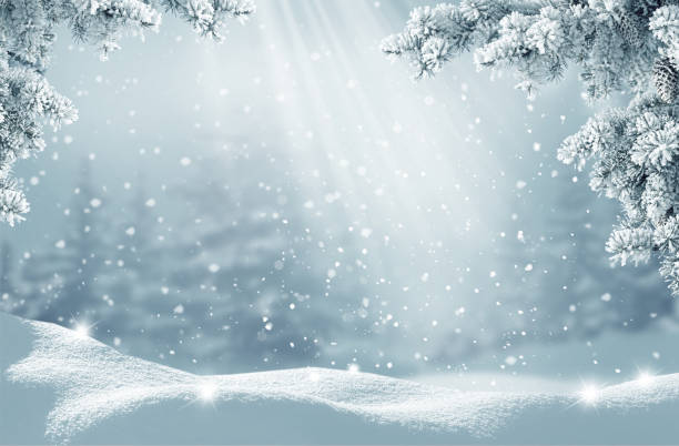 메리 크리스마스와 새해 맞이 인사말 카드입니다. 눈과 겨울 풍경 . 전나무 나무 가지와 크리스마스 배경 - 눈꽃 뉴스 사진 이미지