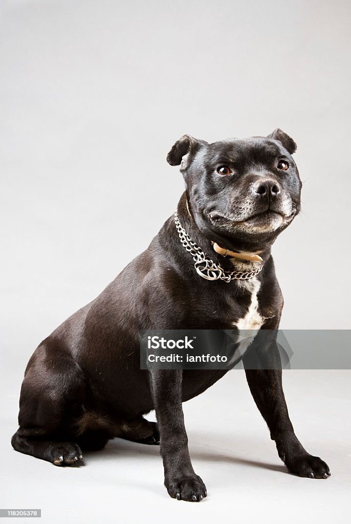 Pit Bull Terrier Pit Bull Terrier  in front of a grey background. Pit Bull Terrier Stock Photo