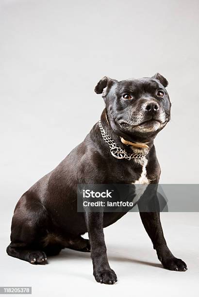 Pit Bull Terrier Stock Photo - Download Image Now - Pit Bull Terrier, Staffordshire Bull Terrier, Black Color