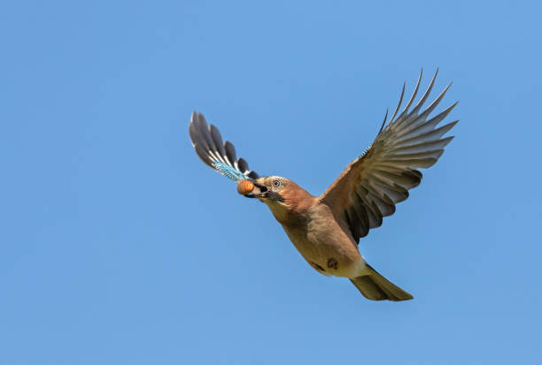 istock Flying eurasian jay with an acorn 1182054748