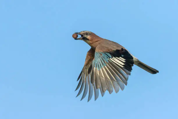 Flying eurasian jay with an acorn against a blue sky.