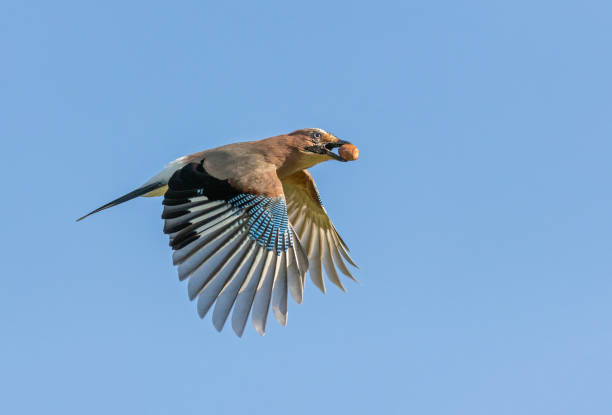 istock Flying eurasian jay with an acorn 1182054755