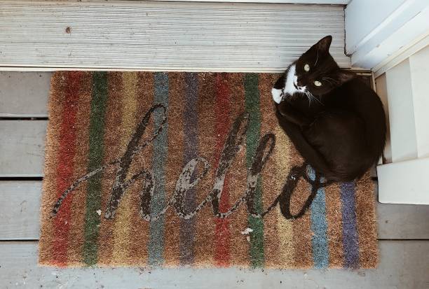 istock Black and white cat welcomes you home 1182057136