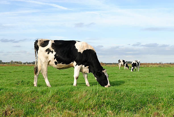 três holstein vaca num prado - polder field meadow landscape imagens e fotografias de stock