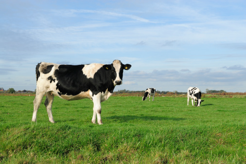Couple cows, looking curious black and white, in a green field under a blue sky and horizon over land