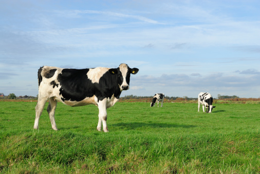 An image of three cows in a meadow