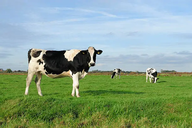 Photo of An image of three cows in a meadow