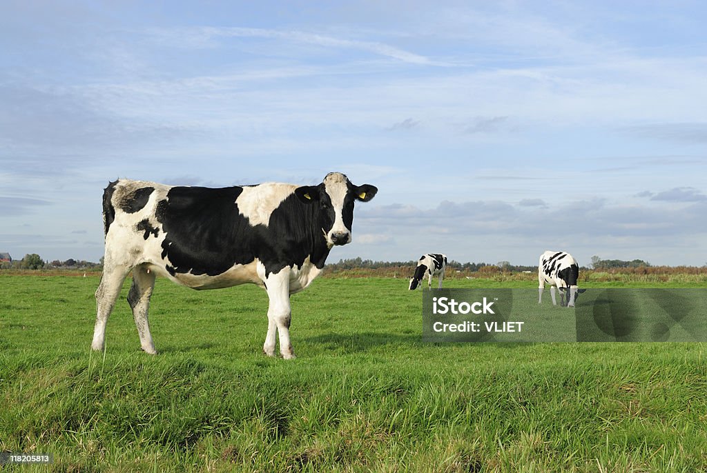 Três holstein vaca num prado - Royalty-free Vaca Foto de stock