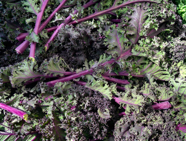 istock Curly purple kale 1182060035