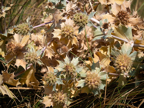 Dried bracts and flowers of Eryngium maritimum (sea holly) amongst marram grass in sand dunes on the North Norfolk coast in Eastern England.