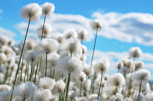 Flowering cotton grass on  background of blue sky