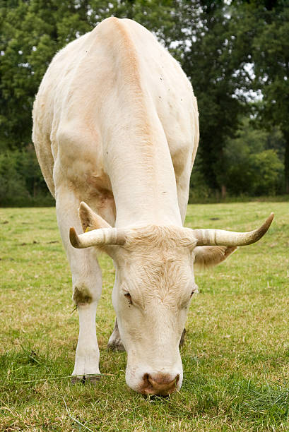istock close-up of a cow 118206102