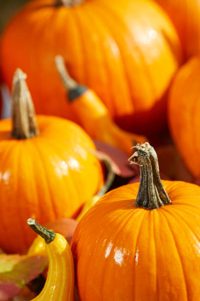 istock Thanksgiving border background. Autumn Fall background with colorful leaves, 1182063736