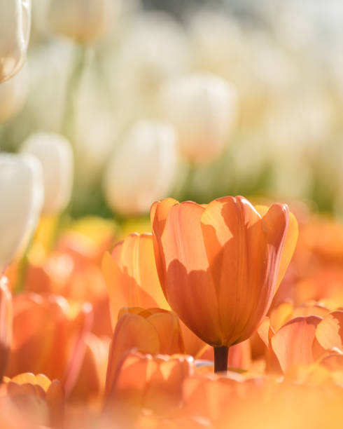 istock Tulips during mid-day on a sunny day 1182064481