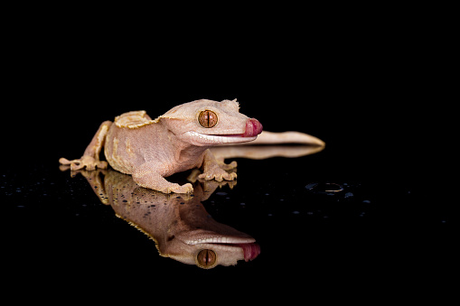 Studio shot of Crested Gecko and its reflection on black