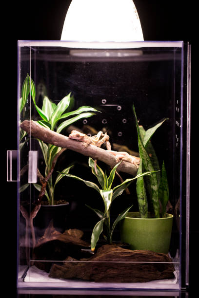 istock Reptile Terrarium and Crested Geckos 1182064673