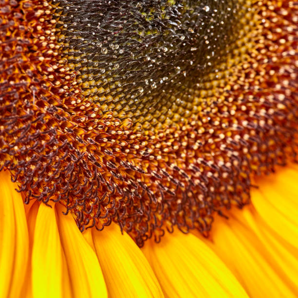 Abstract natural background, macro shot, detail of sunflower